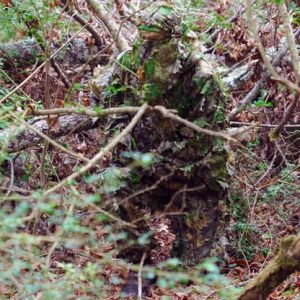 TITAN LEAFY SUIT MOSSY OAK - OBSESSION NWTF 2/3XL PANTS/TOP