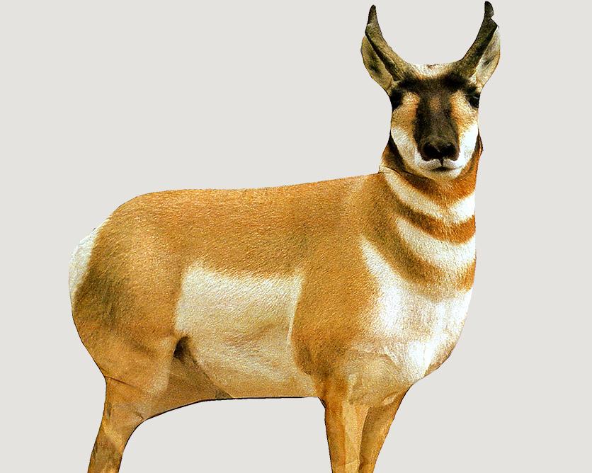 Montana Decoy Co Antelope Buck Decoy